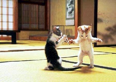 matrixcat.jpg
