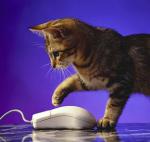 mouse_cat.jpg