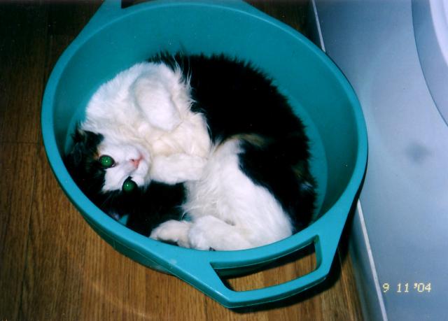 mycat.jpg