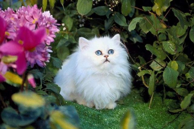 Pussy_cat_1.JPG