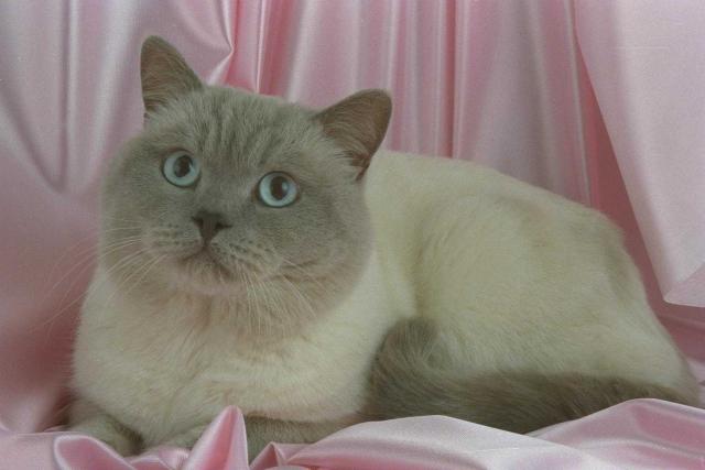 Picture with beautiful white cat