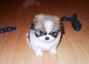 a funny puppy