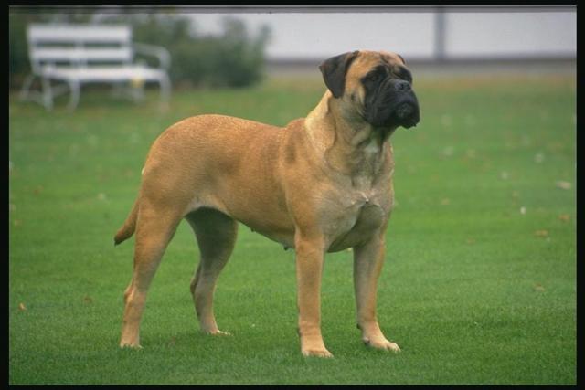 Boxer Dog