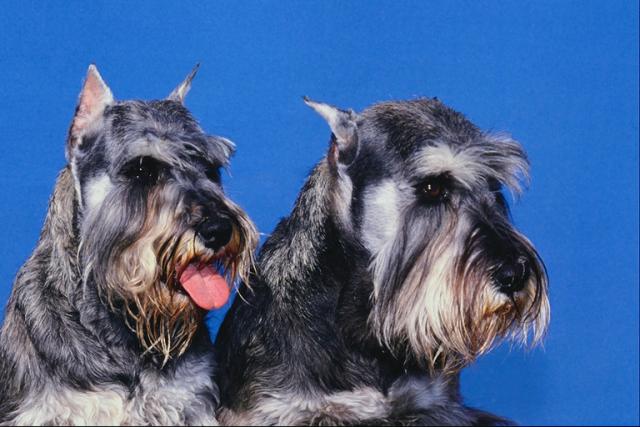Giant Schnauzer look forward