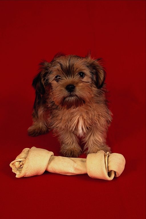 a treat for the little dog