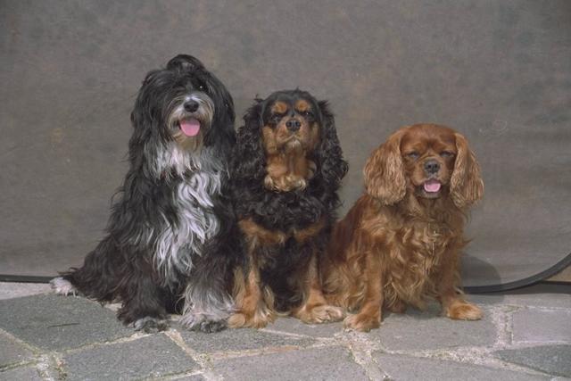 three cheerful friend