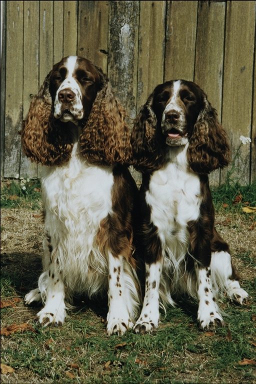two Russian Spaniel