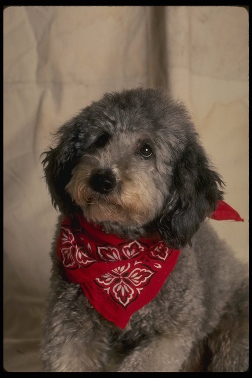 poodle in a red shawl