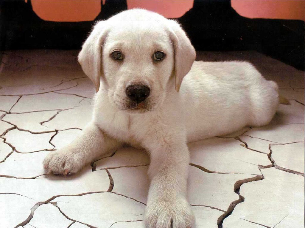 White puppy
