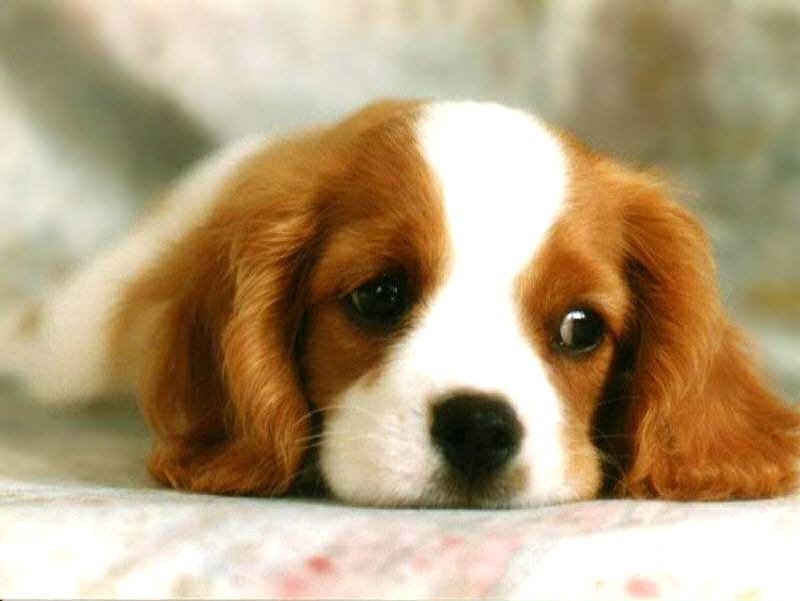 animals16.jpg