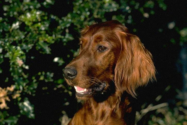 dog1.jpg