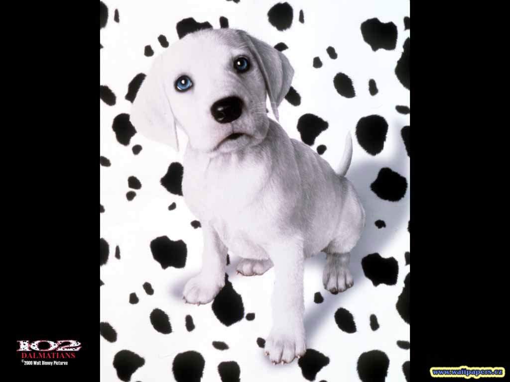 doggy.jpg