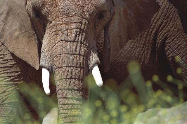tusks of an elephant close-up