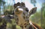 Hilarious Giraffe.jpg