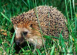 Hedgehog crawl in the grass