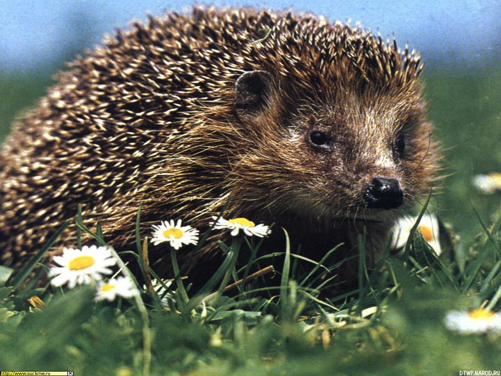 animals5.jpg