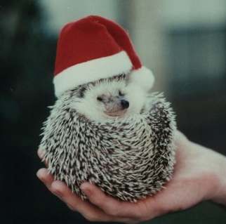 hedgehog in the hat of Santa Claus