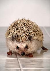 Hedgehog is locked
