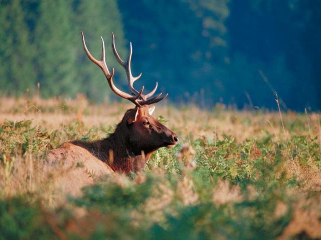The image of a deer with large antlers in a forest edge