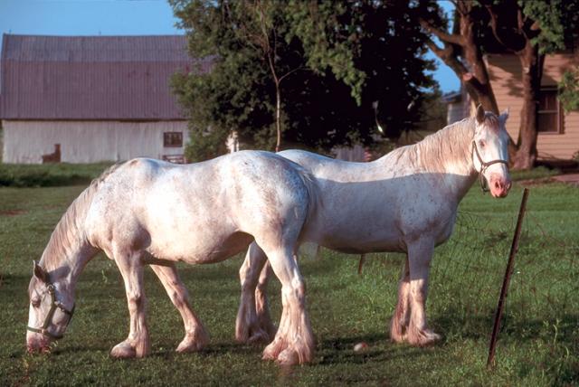 thoroughbred horses in the paddock