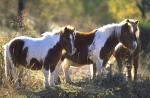pony grazing