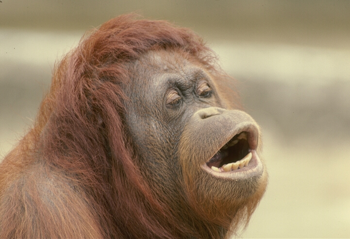 monkey sings