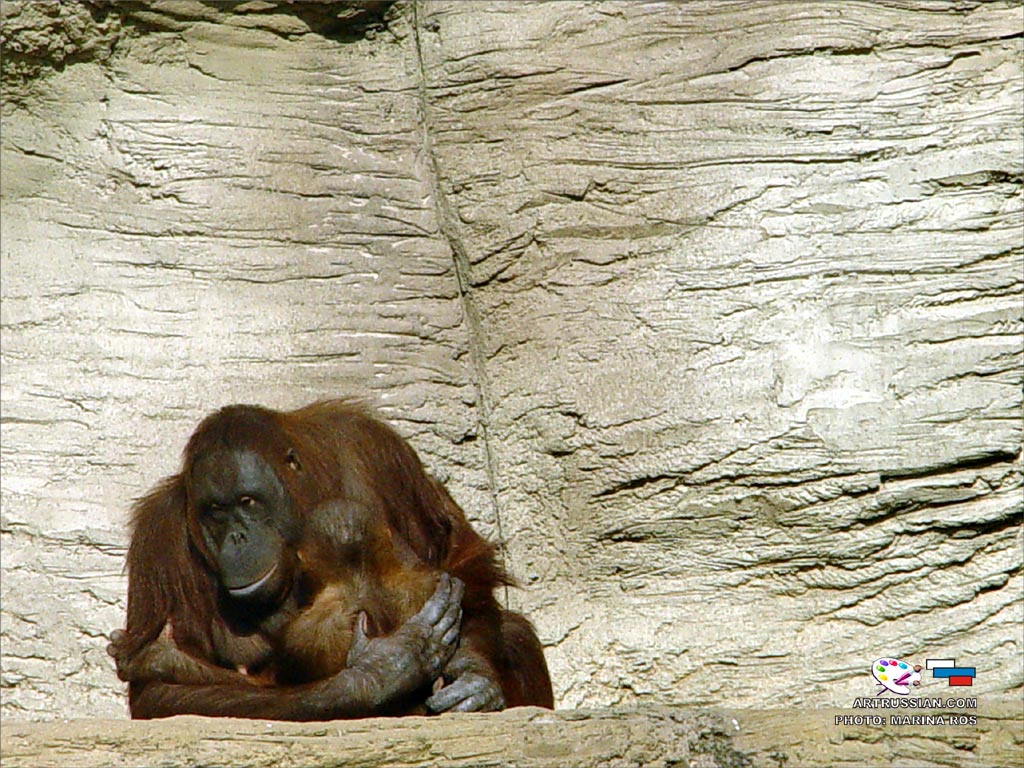 Monkey cuddle her baby