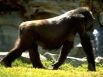 gorilla.jpg