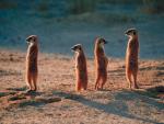 Marmots are watching the terrain