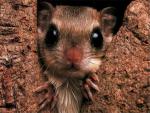 squirrel was stuck in a crevice