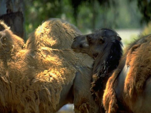 a herd of camels