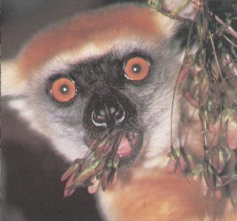 lemur sitting on a branch