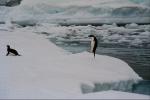 two penguins on an ice floe