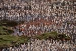 a crowd of penguins