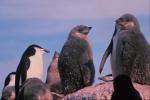 Penguin's cubs hang out on the rock