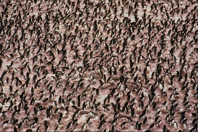 a flock of penguins