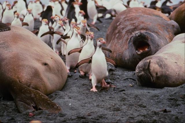 Penguins march between the sea elephant