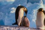 Mama Penguin brings calf hair