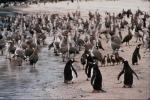 Commonwealth of penguins with feathered