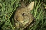 a rabbit hiding in the grass
