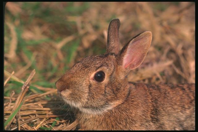Bunny pricks up one's ears