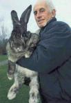 Giant Rabbit