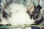 long-haired rabbits
