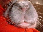 Close-up of rabbit face