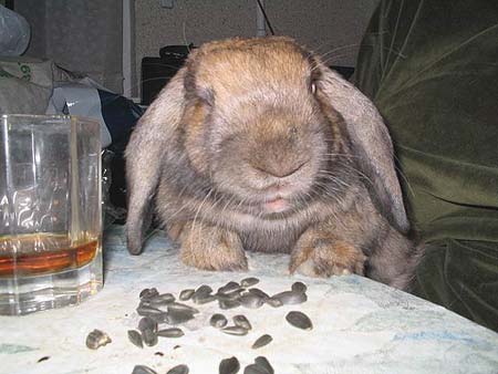 funny photo of a rabbit nibble sunflower seeds