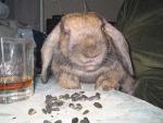 funny photo of a rabbit nibble sunflower seeds