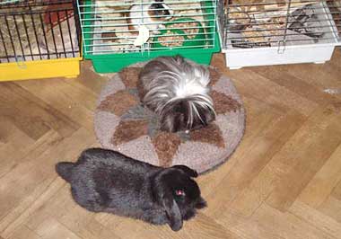 pets