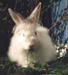 White Rabbit