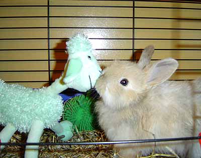 Tatiana_rabbit04__1_.jpg