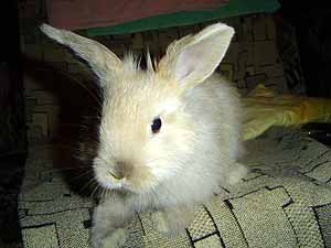 Tatiana_rabbit07__1_.jpg